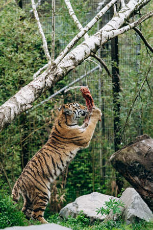 Tiger eating a piece of meatの写真素材