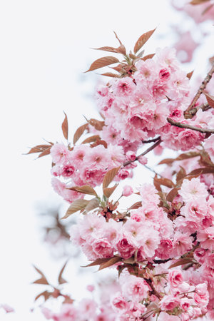 Branches of a flowering Apple tree. Blooming Apple tree in the white garden
