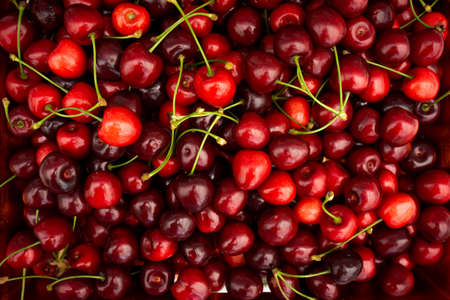 Red Cherries. pile of ripe cherries with stalks.の写真素材