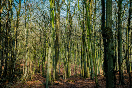 Forest Deep In Mountain. Forest Landscapeの写真素材