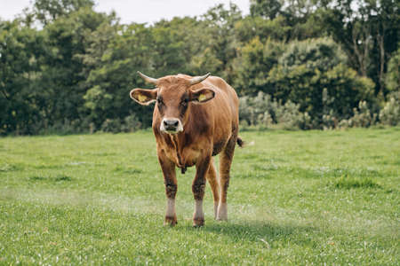 Dairy cows grazing in the meadow. Cows graze on the green grass.の写真素材