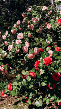 Japanese Camellia blooming on the bushes. Beautiful Camellia flowers. Camellia flowers on the branchesの写真素材