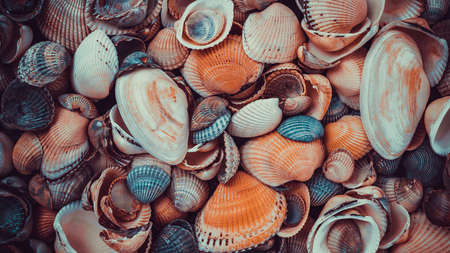 beautiful background and texture of nature sea shell patternの写真素材
