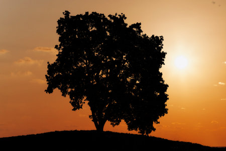 sunset time  with big tree and birds. Old Beautiful Oaktree At Sunsetの写真素材