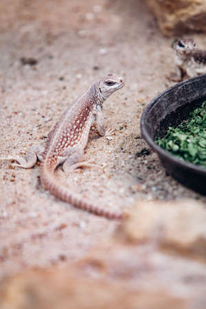 Lizard in the Park basking in the sunの写真素材
