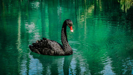 Black swan sweaming at the beautiful lakeの写真素材