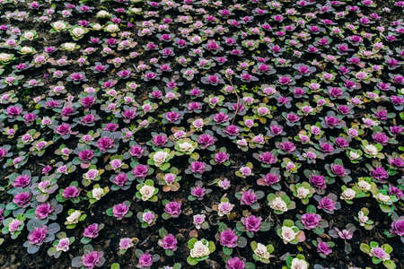 Decorative cabbage Pule field in the gardenの写真素材