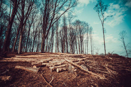 Forest deforestation tree concept, logging. Pile of firewood in nude deciduous forestの写真素材