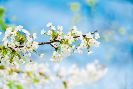 Spring background.  Blossom trees on blue sky background. 