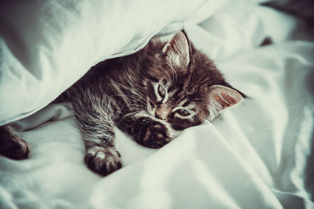 Cute little kitten looks out from under the blanket indoors
の写真素材