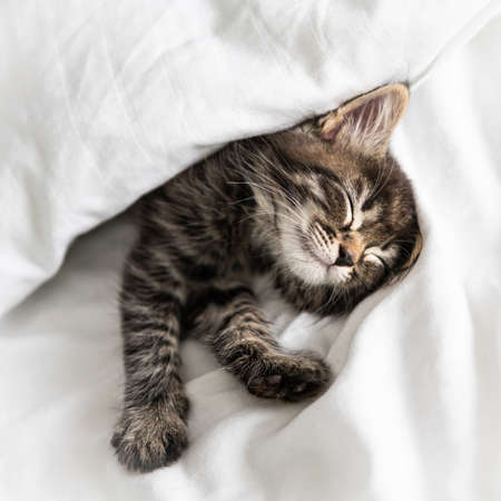Cute little kitten looks out from under the blanket indoors
の写真素材