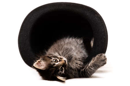 Little kitten sitting in a hat isolated on white background
の写真素材