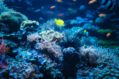 Tropical Fish on a coral reef. colourfull fishes in dark deep blue water の写真素材