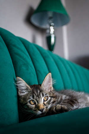 Funny kitten at home. cat laying on a bedの写真素材