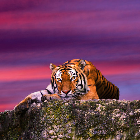 Tiger portrait on the rock with beautiful sky at sunset timeの写真素材