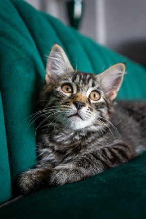 kitten is very beautiful. gray kittenの写真素材