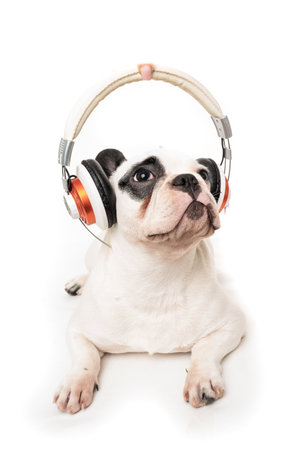 dog listening to music with headphones isolated on white backgroの写真素材