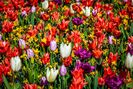 tulips in amazing spring garden detail. Beautiful Spring Flowers.の写真素材