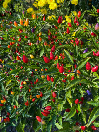 Mixed colored chilli peppers on treeの写真素材