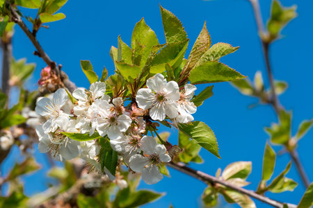 Beautiful floral image of spring. Branches of blossoming. Beautiful spring nature background with...