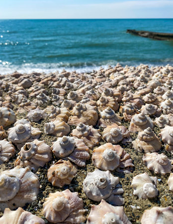 Sea shells on the beach