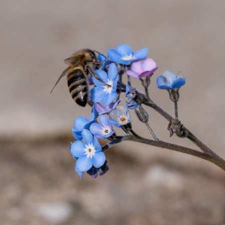 Bee on a flower collecting pollen. Honeybee gathering nectar from summer blossomsの写真素材