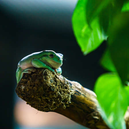 Tree frog in Brazil amazon rain forestの写真素材