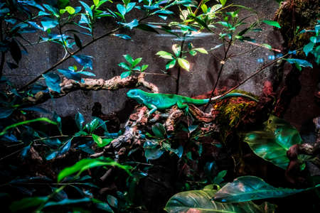 Green Lizard Sitting On A Branchの写真素材