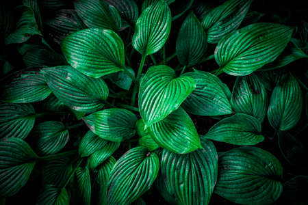 Nature View Of Green Leaf Background, Dark Wallpaper Concept.の写真素材