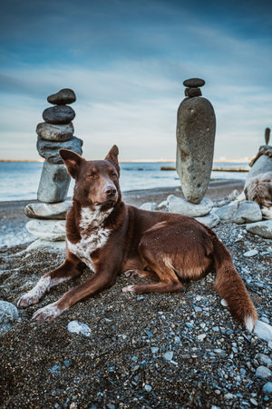 Dog meditates with stones. dog and rocks zen on the beachの写真素材