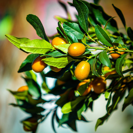 Small tangerine tree. Fortunella margarita Kumquatsの写真素材