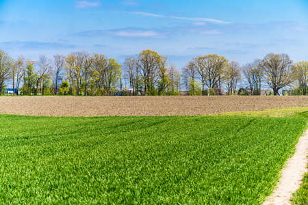 Green farmers field. Rural landscapeの写真素材