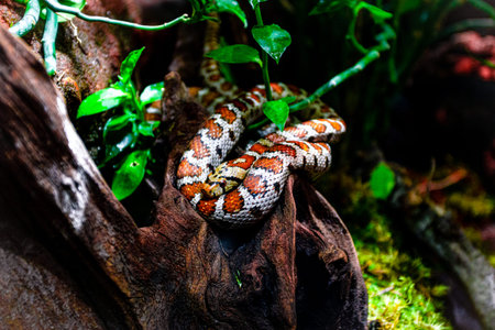snake on a branch. Exotic Reptileの写真素材