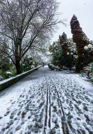 City streets in the winter. Palm trees in snow. Russia, Sochi.の写真素材