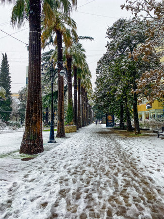 City streets in the winter. Palm trees in snow. Russia, Sochi.の写真素材