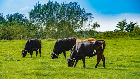 Cows On On Farmland. Herd of cows at summer green fieldの写真素材