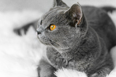 British cat lies on a white backgroundの写真素材