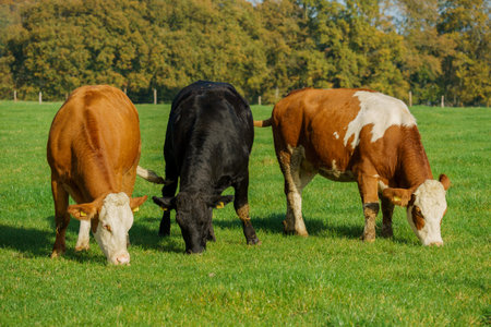 Herd of cows at summer green field. Cows on on farmlandの写真素材