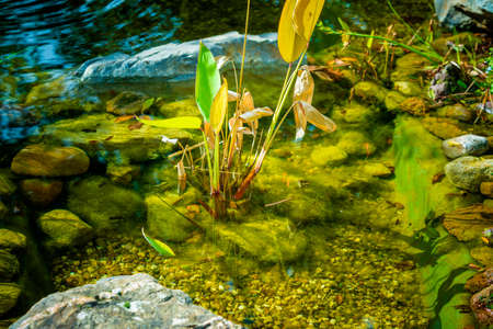 Natural backyard water pond with water plantsの写真素材