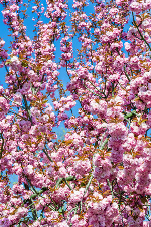 Sakura flowers blooming. Beautiful pink cherry blossom