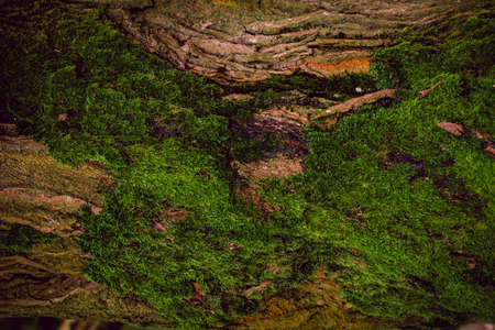Texture Of Green Moss On The Treeの写真素材