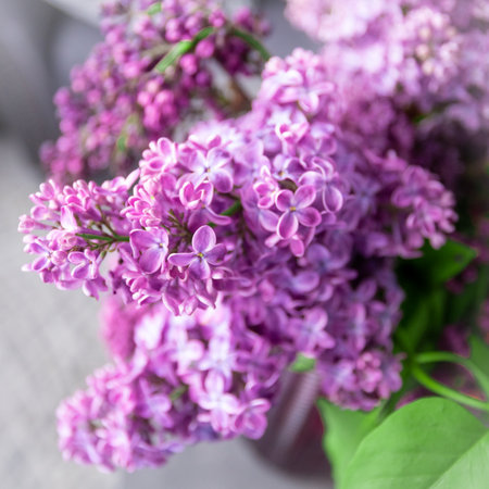 Purple lilac flowers blossom in garden, spring backgroundの写真素材