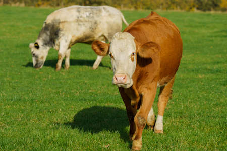 Cows on green grass pasturage. Dairy cowsの写真素材