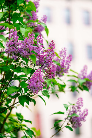 Blooming Purple Lilac. lilac flowers blossom in garden, spring background
