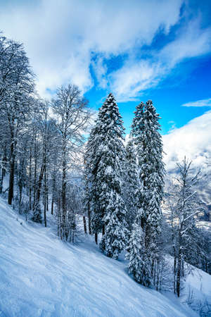 winter panorama of mountain forest with snow-covered fir treesの写真素材