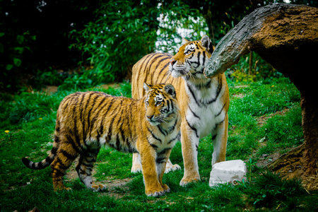 Tiger laying down on green grassの写真素材