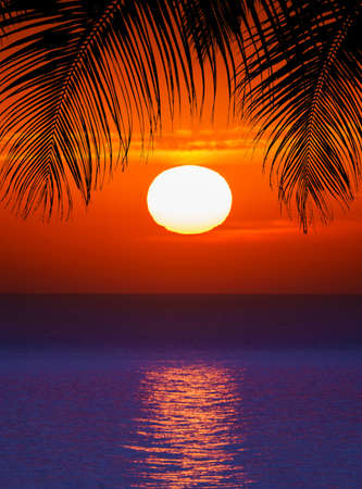 nice sunset. Dark palm trees silhouettes on colorful tropical ocean sunset backgroundの写真素材