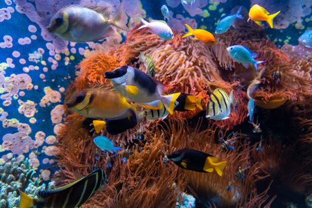 Underwater scene. Coral reef, fish groups in clear ocean water