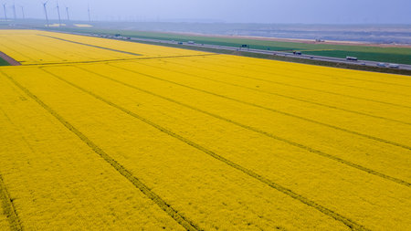 aerial view of rapeseed flower blooming in farmland