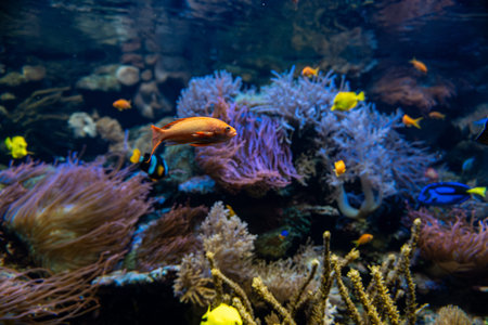 Diverse tropical reef fish swimming among anemone and coral in saltwater aquariumの写真素材